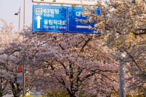 MÙA HOA ANH ĐÀO: SEOUL-NAMI- EVERLAND- NGẮM HOA CÔNG VIÊN YEOUIDO