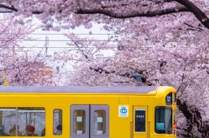 NGẮM ANH ĐÀO NỞ SỚM: TOKYO – NÚI PHÚ SỸ - NAGOYA – KYOTO -  OSAKA