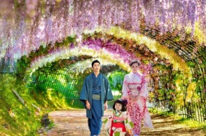 NHẬT BẢN MÙA HOA TỬ ĐẰNG