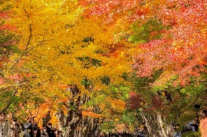 TOKYO – PHÚ SĨ - OSAKA – KYOTO