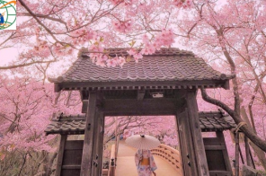 NHẬT BẢN HOA ANH ĐÀO: TOKYO – NÚI PHÚ SỸ - NAGOYA – KYOTO - OSAKA