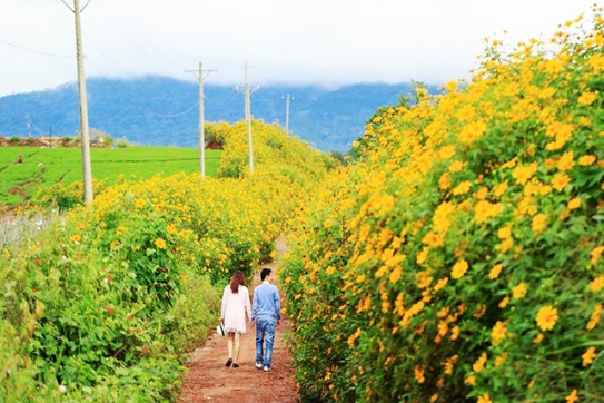 Dã quỳ phủ vàng sườn đồi ngoại thành Đà Lạt