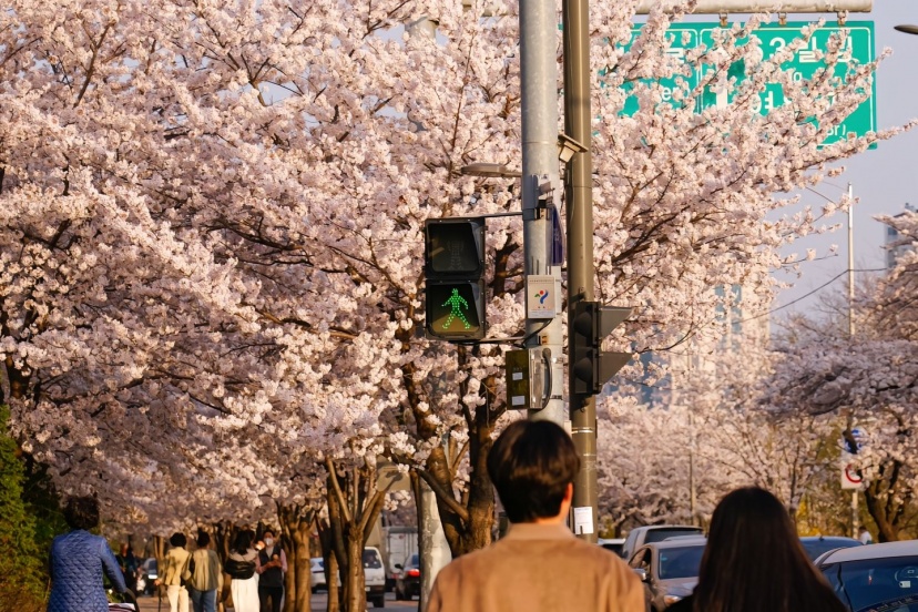 MÃN NHÃN VỚI MÙA HOA ANH ĐÀO Ở XỨ SỞ KIMCHI