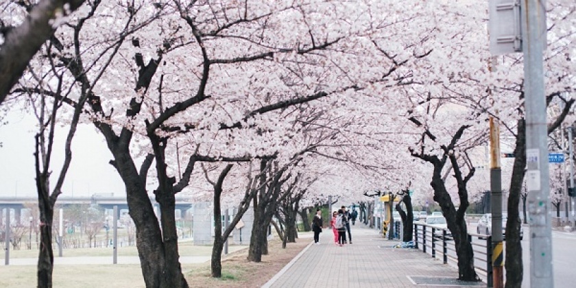 hoa-anh-dao-han-quoc-pys-travel023