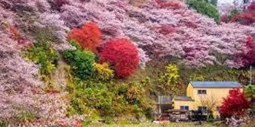 Lang-Obara-Shikizakura