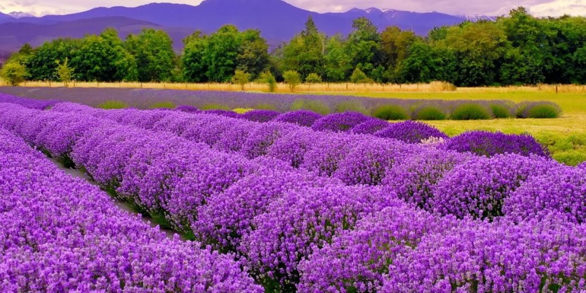 du-lich-hokkaido-noi-co-mua-he-dep-nhat-2