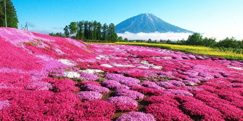 hokkaido-dieu-ky-dieu-phuong-bac-nhat-ban-sapporo-sobetsutoya-biei-11-09-2018-1