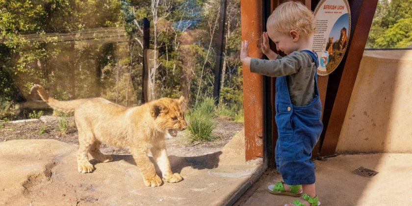 VevaovuonthuTarongaSydney-KlookVietNam